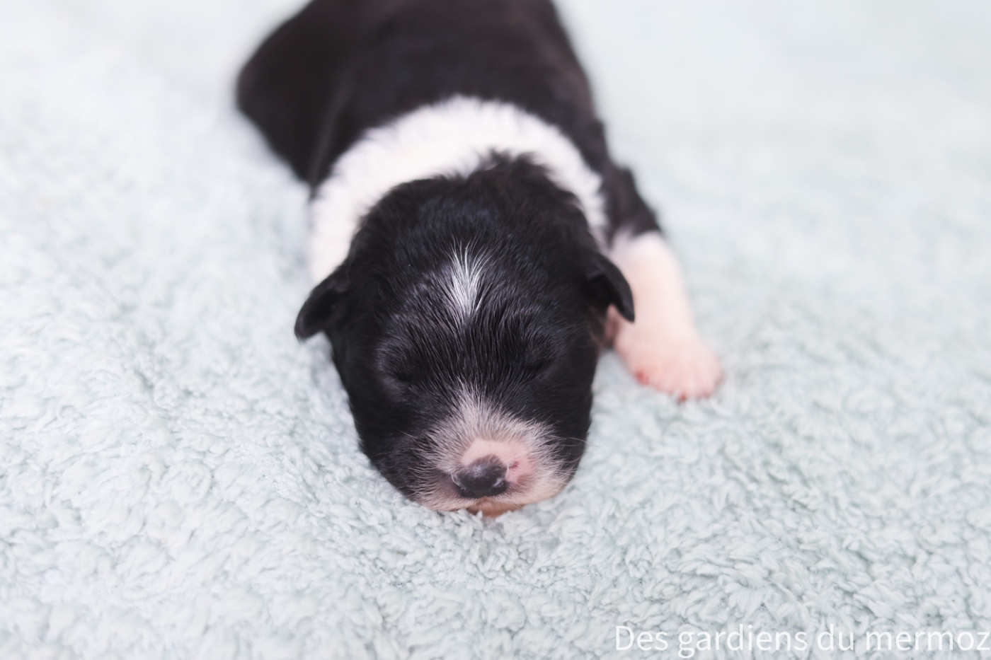 Des Gardiens Du Mermoz - Chiots disponibles - Berger Australien