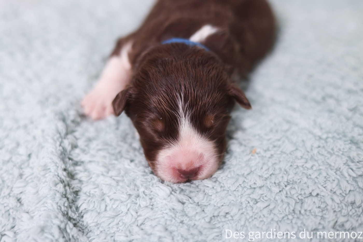 Des Gardiens Du Mermoz - Chiots disponibles - Berger Australien