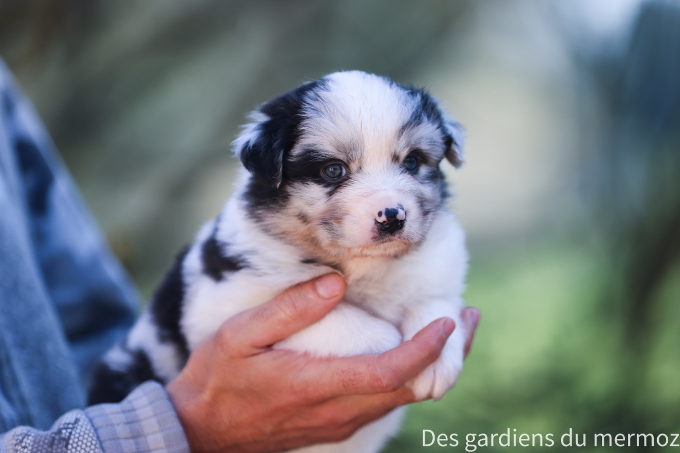 Des Gardiens Du Mermoz - Chiots disponibles - Berger Australien