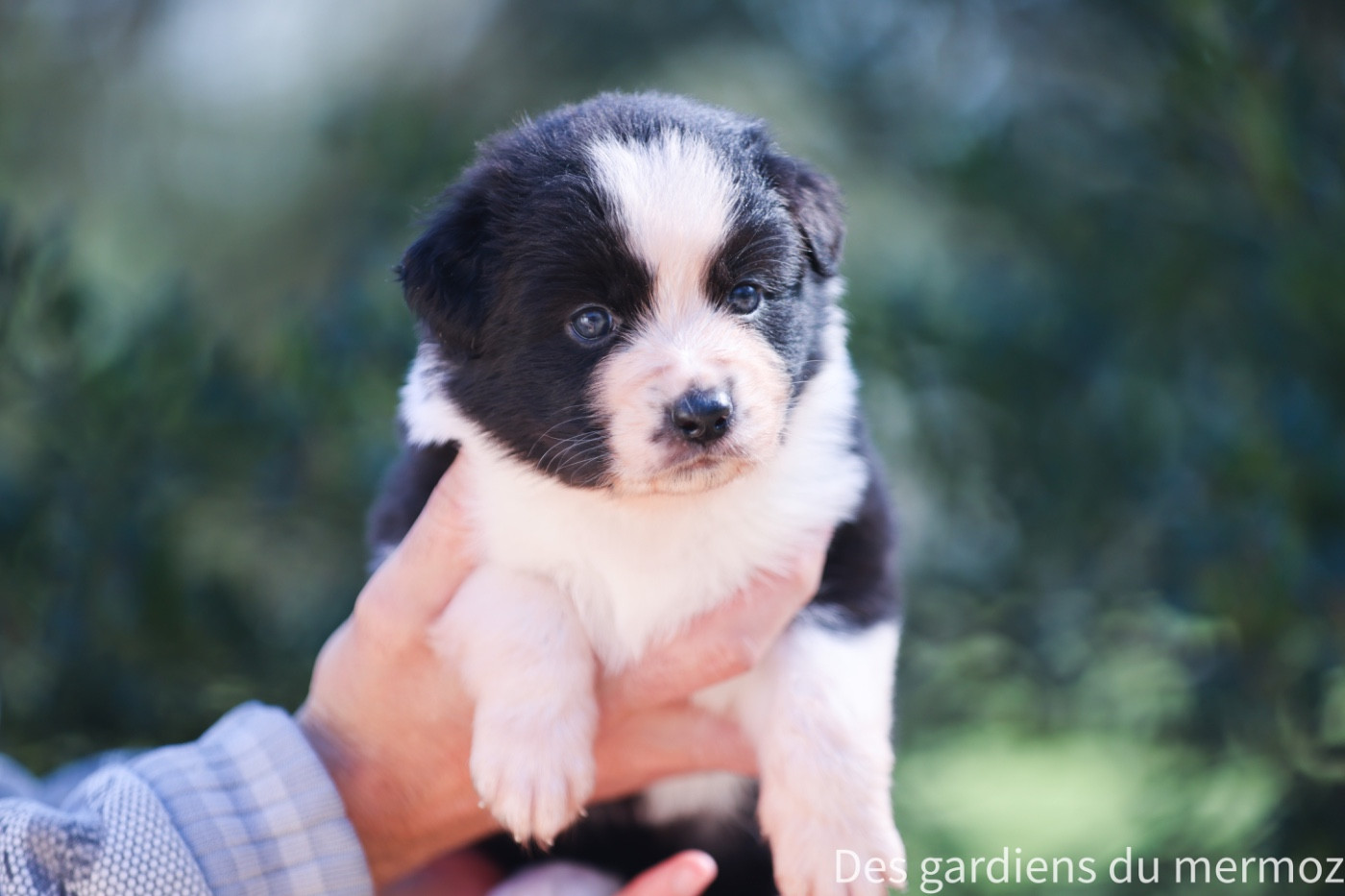 Des Gardiens Du Mermoz - Chiots disponibles - Berger Australien