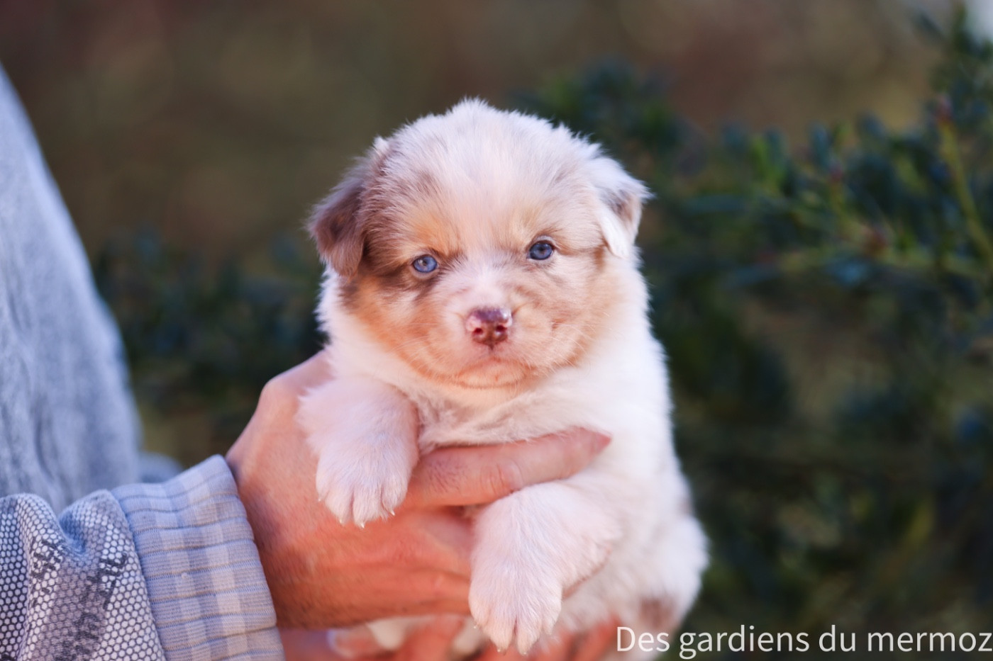 Des Gardiens Du Mermoz - Chiots disponibles - Berger Australien