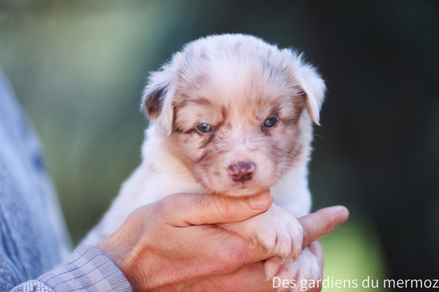 Des Gardiens Du Mermoz - Chiots disponibles - Berger Australien