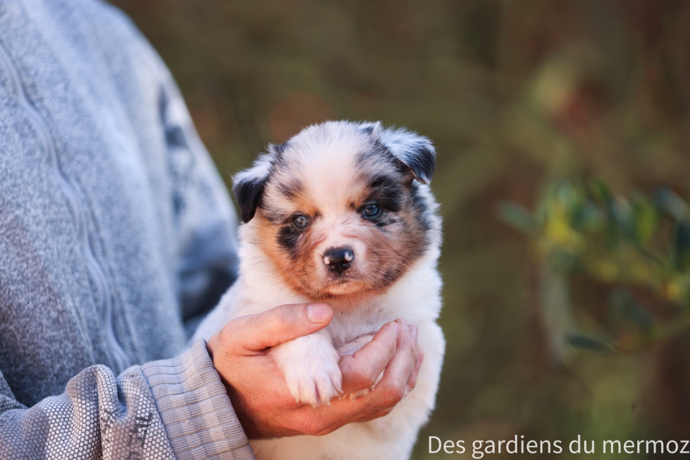 Des Gardiens Du Mermoz - Chiots disponibles - Berger Australien