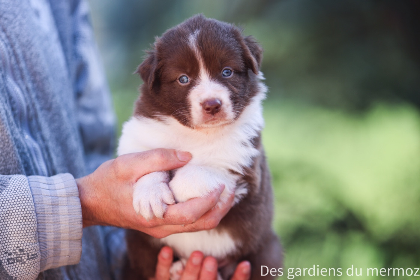 Des Gardiens Du Mermoz - Chiots disponibles - Berger Australien