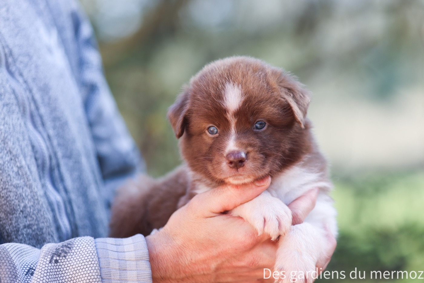 Des Gardiens Du Mermoz - Chiots disponibles - Berger Australien