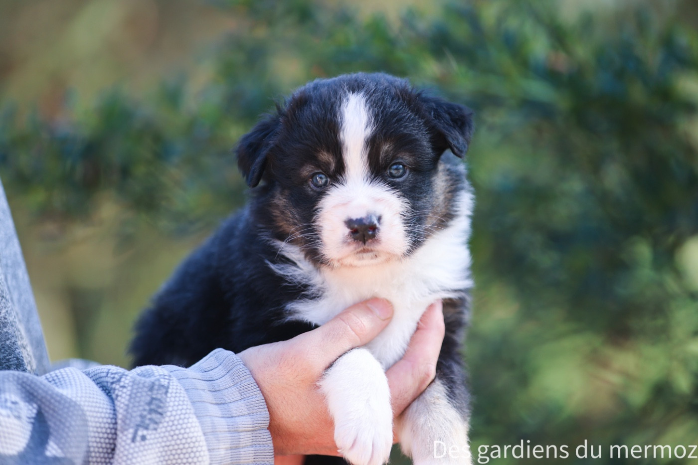 Des Gardiens Du Mermoz - Chiots disponibles - Berger Australien