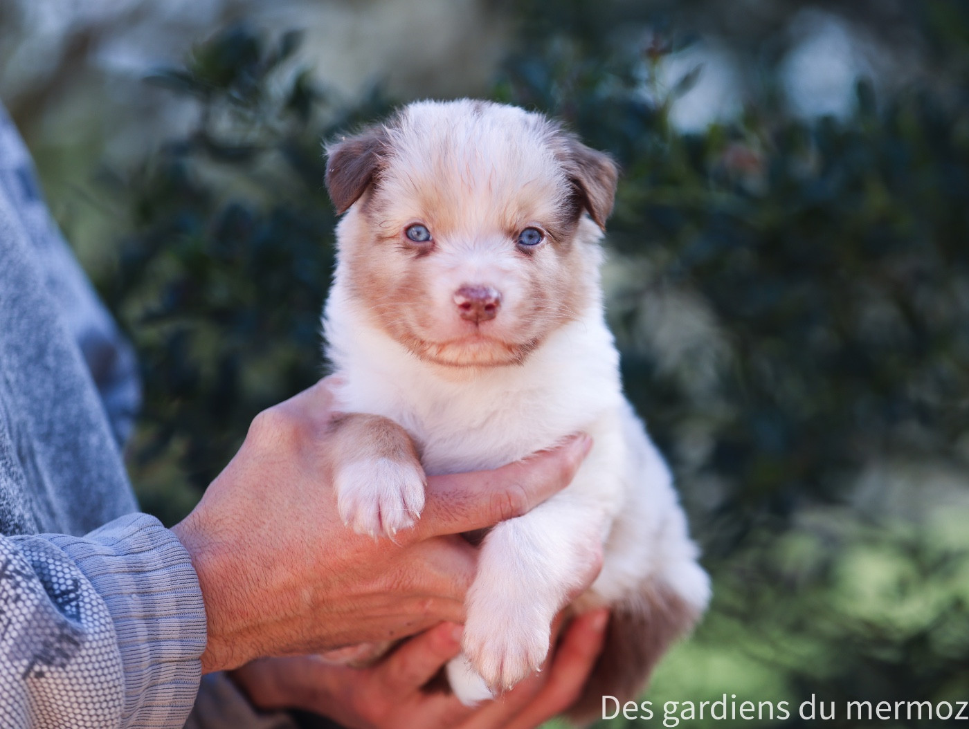 Des Gardiens Du Mermoz - Chiots disponibles - Berger Australien