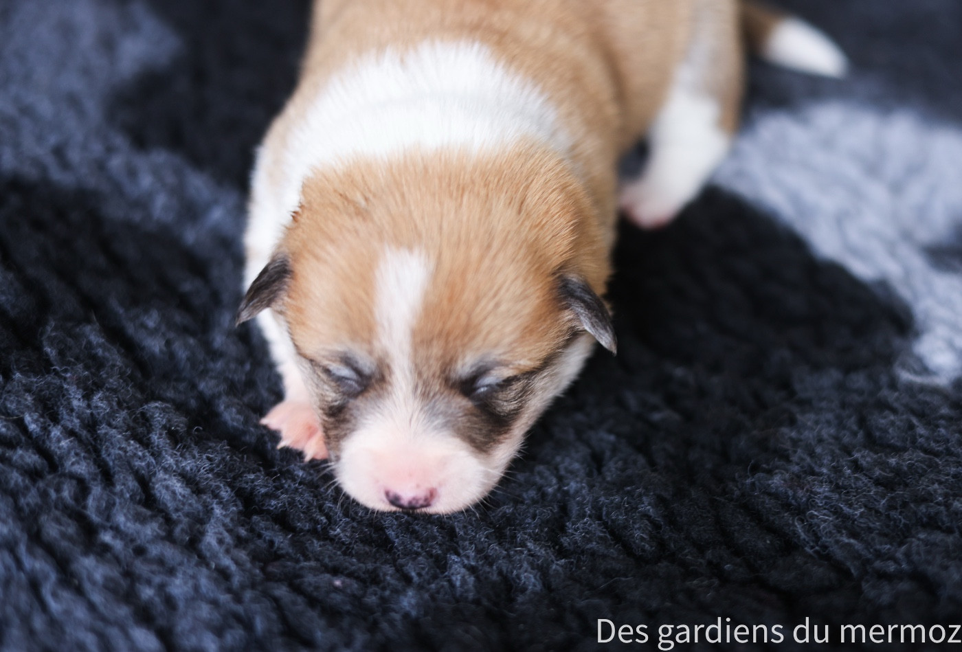 Des Gardiens Du Mermoz - Chiots disponibles - Welsh Corgi Pembroke