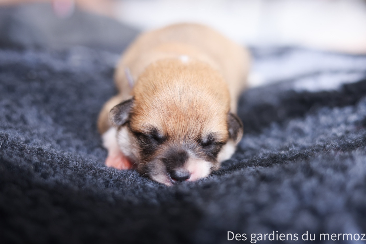 Des Gardiens Du Mermoz - Chiots disponibles - Welsh Corgi Pembroke
