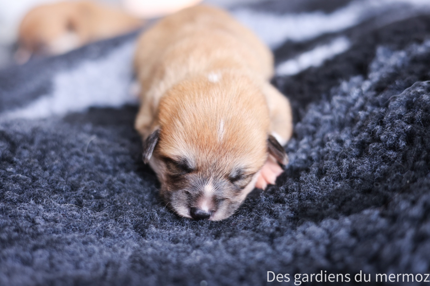 Des Gardiens Du Mermoz - Chiots disponibles - Welsh Corgi Pembroke