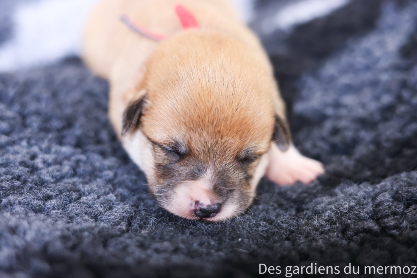 Des Gardiens Du Mermoz - Chiots disponibles - Welsh Corgi Pembroke