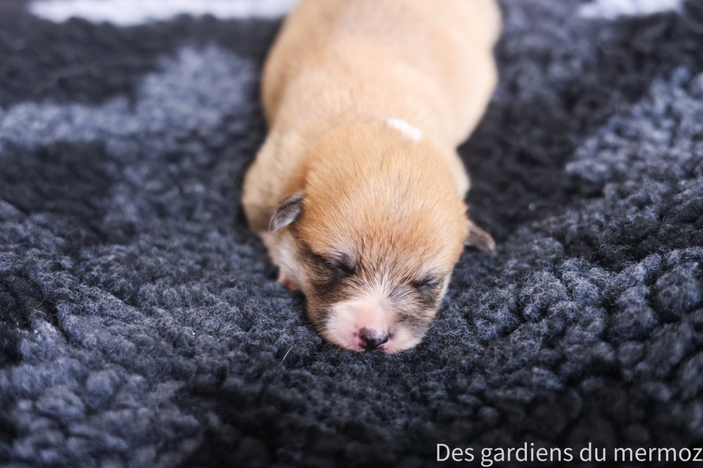 Des Gardiens Du Mermoz - Chiots disponibles - Welsh Corgi Pembroke