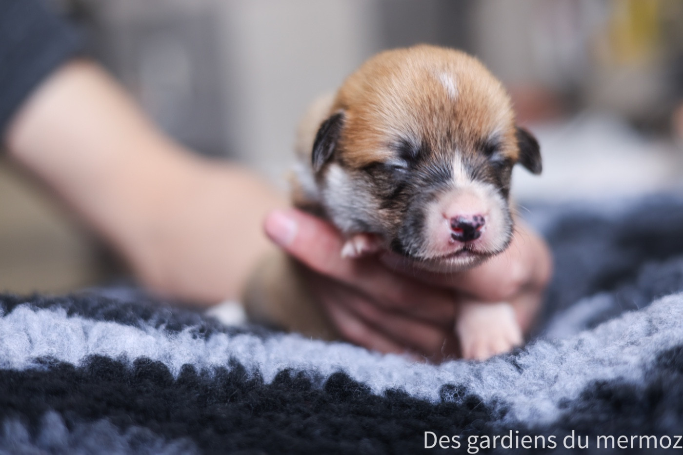 Des Gardiens Du Mermoz - Chiots disponibles - Welsh Corgi Pembroke