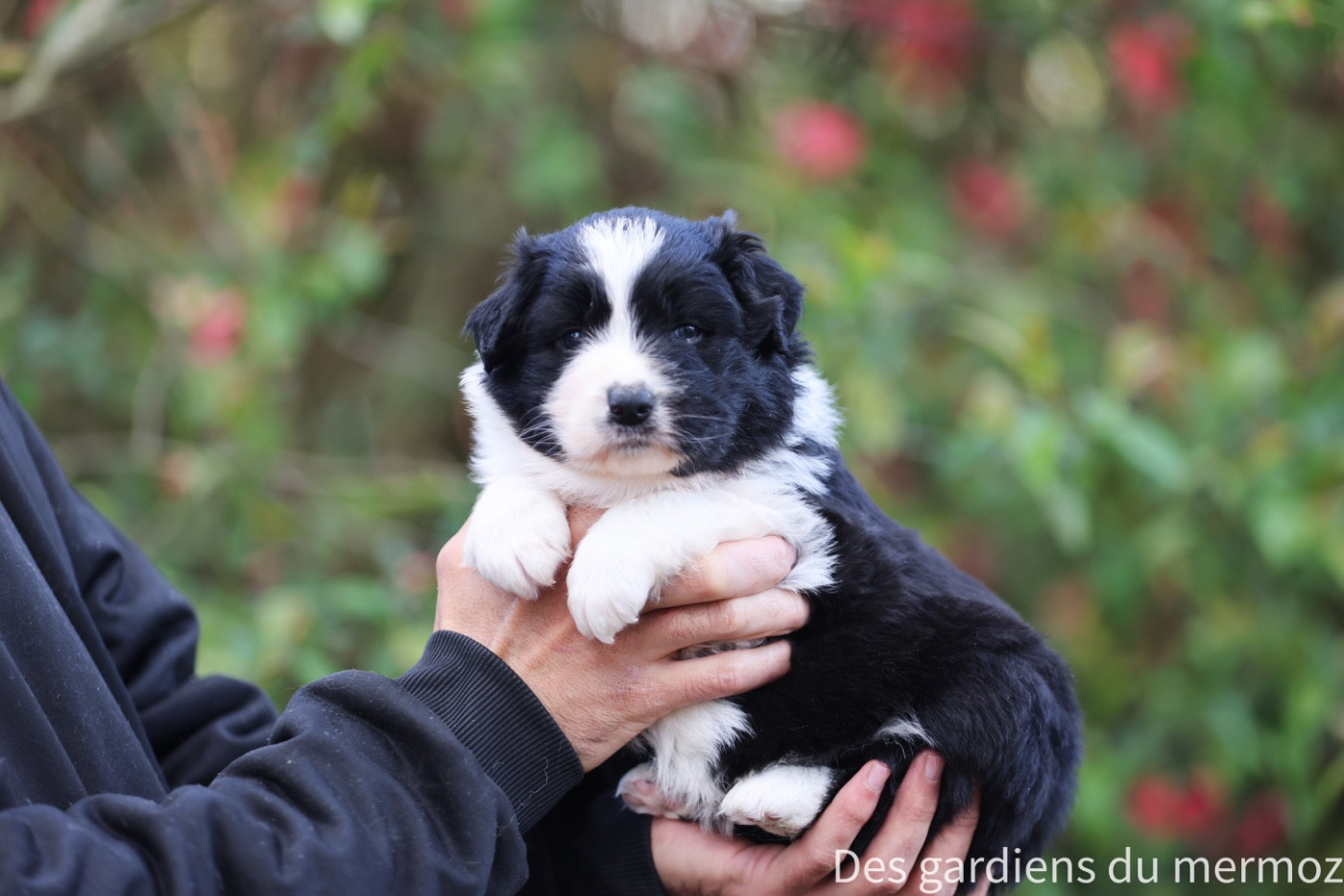 Des Gardiens Du Mermoz - Chiots disponibles - Berger Australien