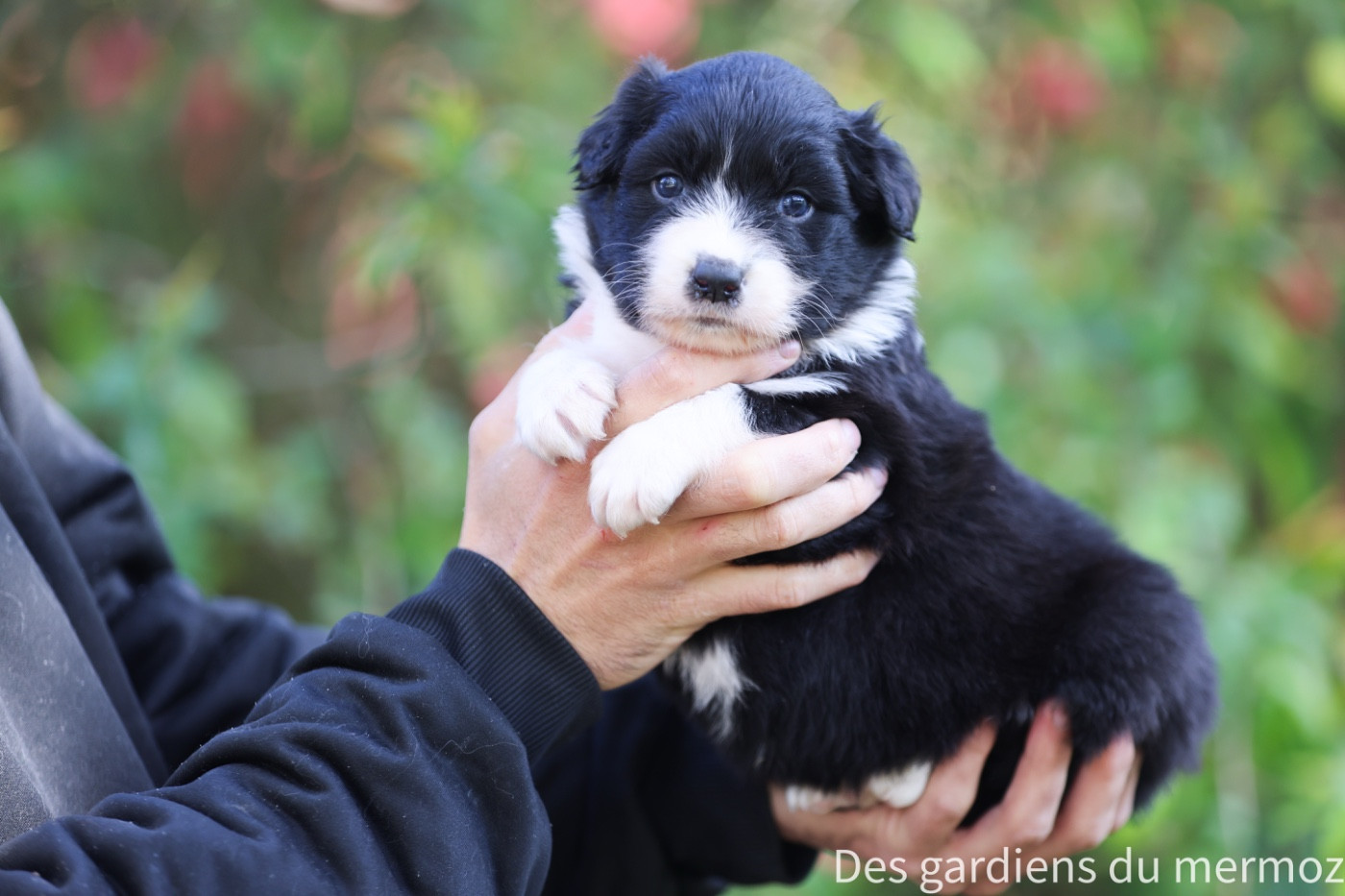 Des Gardiens Du Mermoz - Chiots disponibles - Berger Australien
