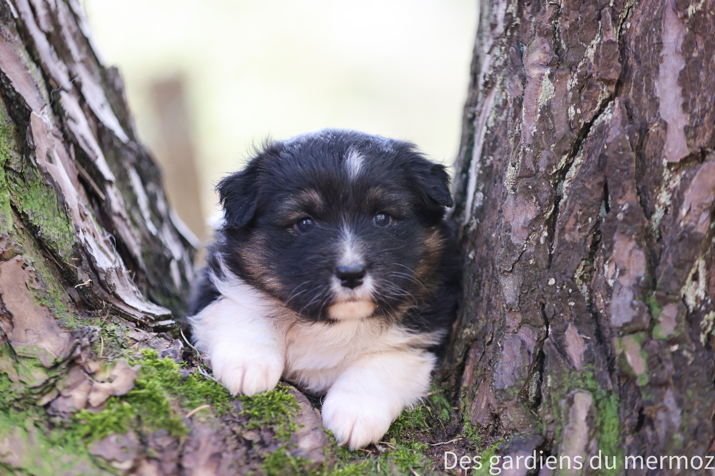 Des Gardiens Du Mermoz - Chiots disponibles - Berger Australien