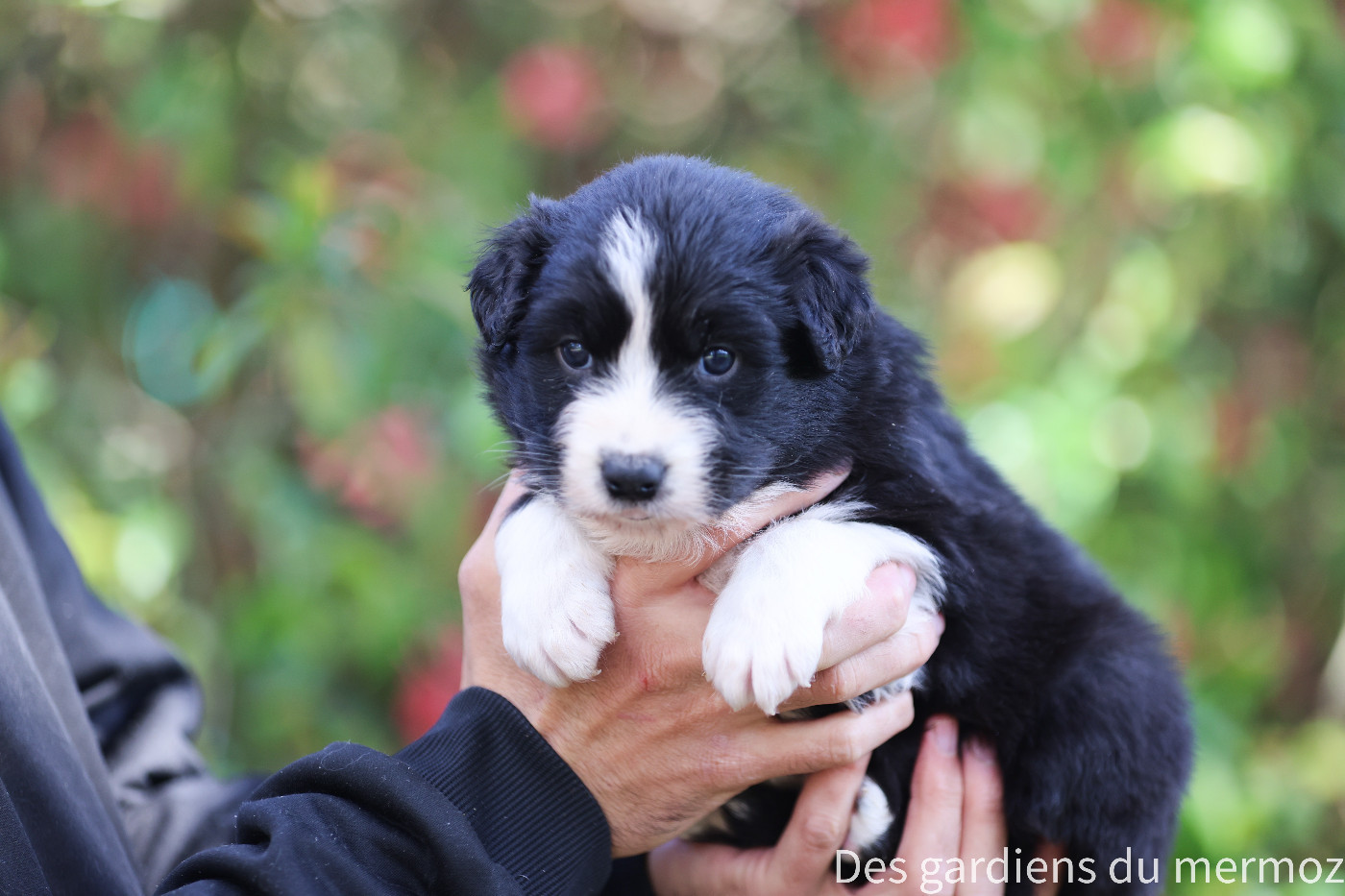 Des Gardiens Du Mermoz - Chiots disponibles - Berger Australien