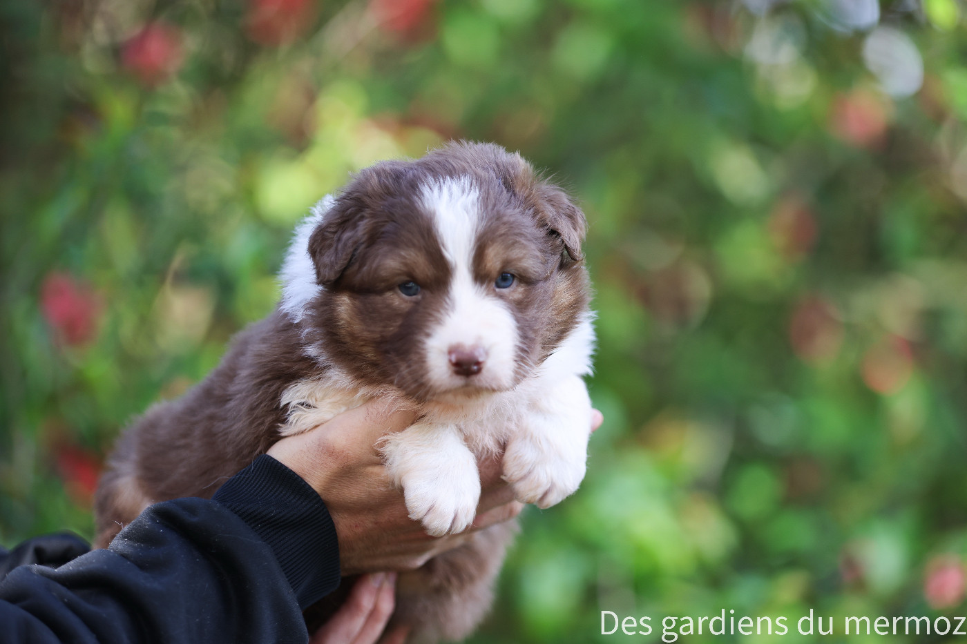 Des Gardiens Du Mermoz - Chiots disponibles - Berger Australien