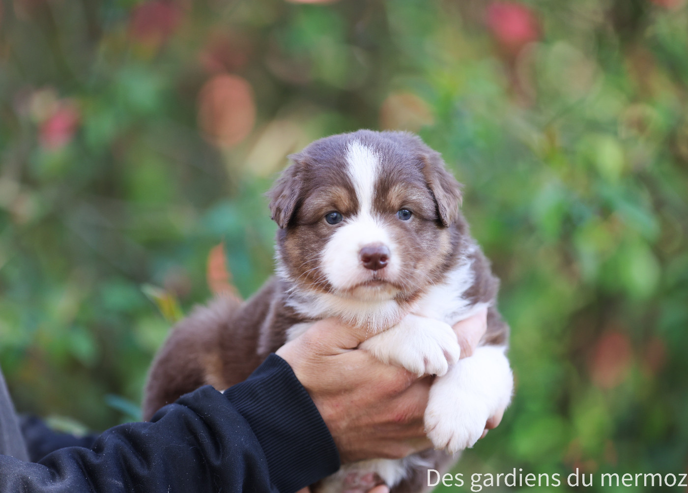 Des Gardiens Du Mermoz - Chiots disponibles - Berger Australien