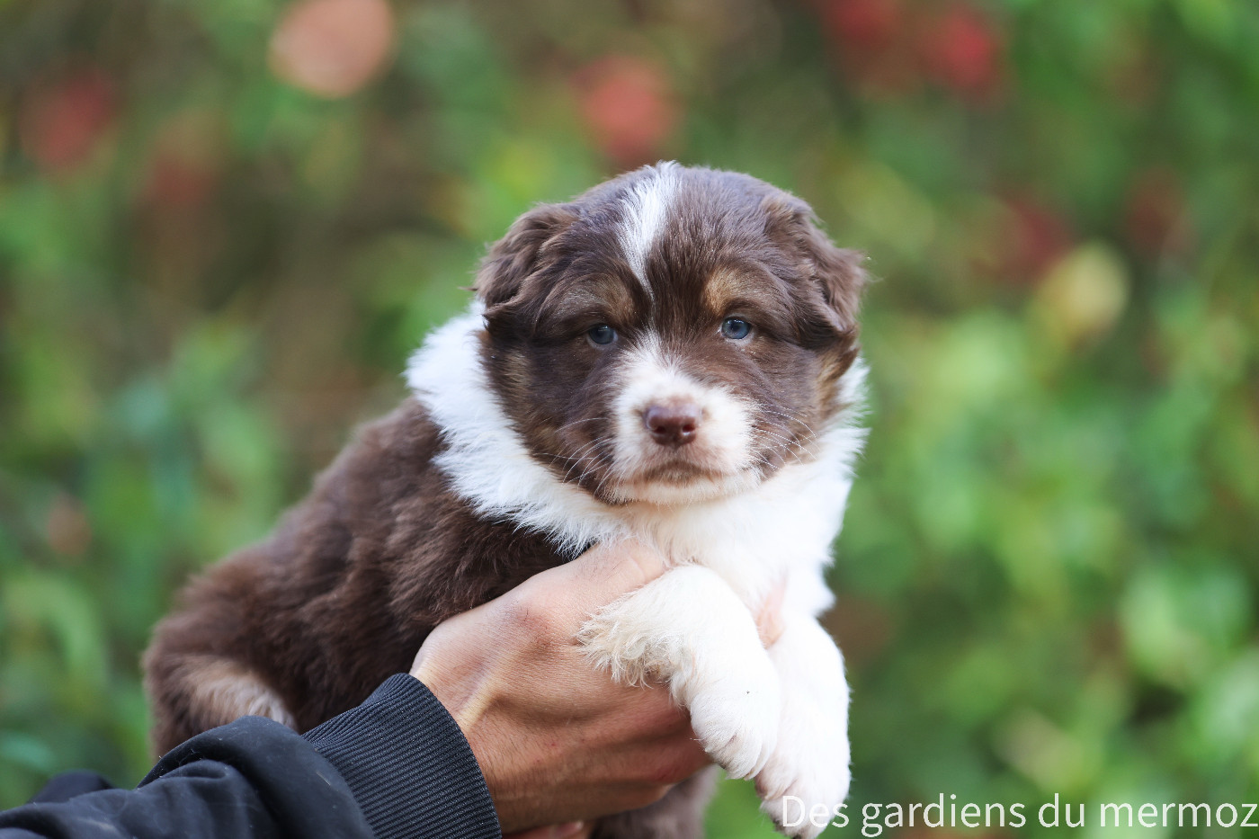 Des Gardiens Du Mermoz - Chiots disponibles - Berger Australien