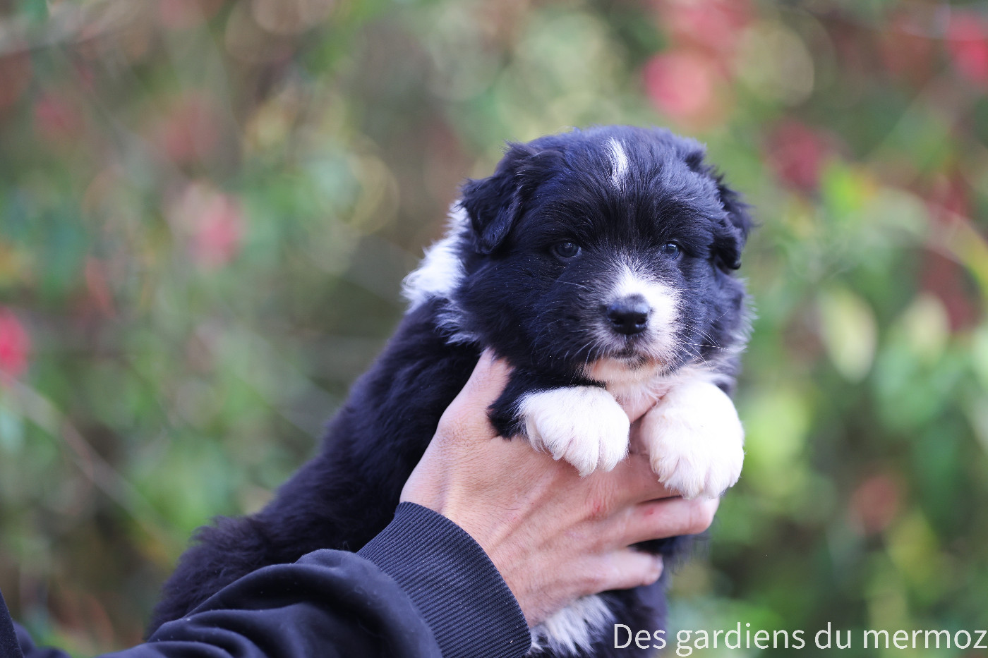 Des Gardiens Du Mermoz - Chiots disponibles - Berger Australien