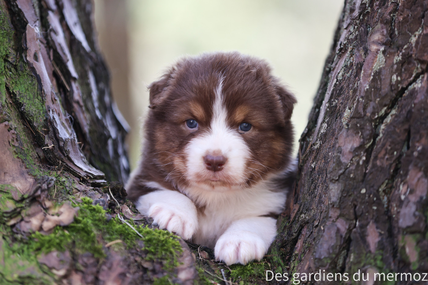 Des Gardiens Du Mermoz - Chiots disponibles - Berger Australien