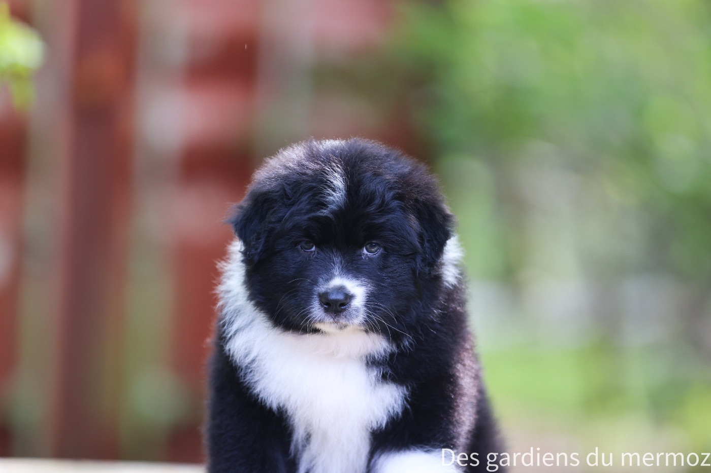 Des Gardiens Du Mermoz - Chiots disponibles - Berger Australien