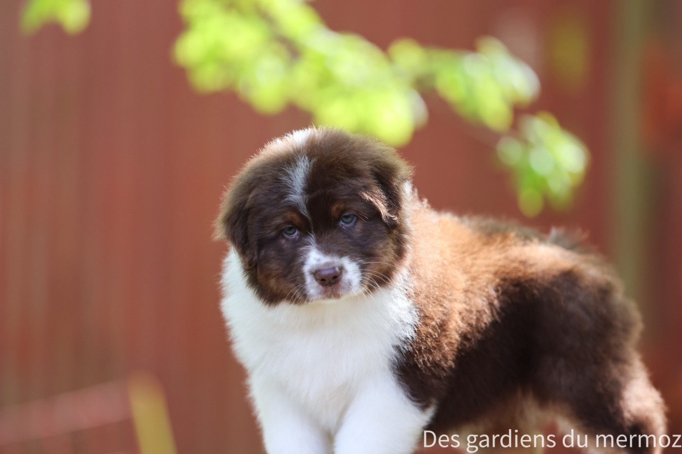 Des Gardiens Du Mermoz - Chiots disponibles - Berger Australien