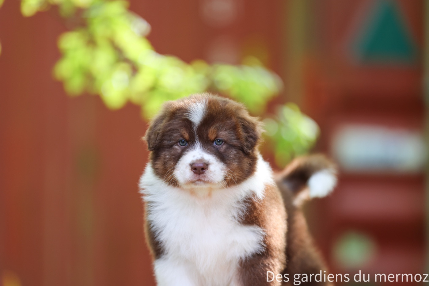 Des Gardiens Du Mermoz - Chiots disponibles - Berger Australien