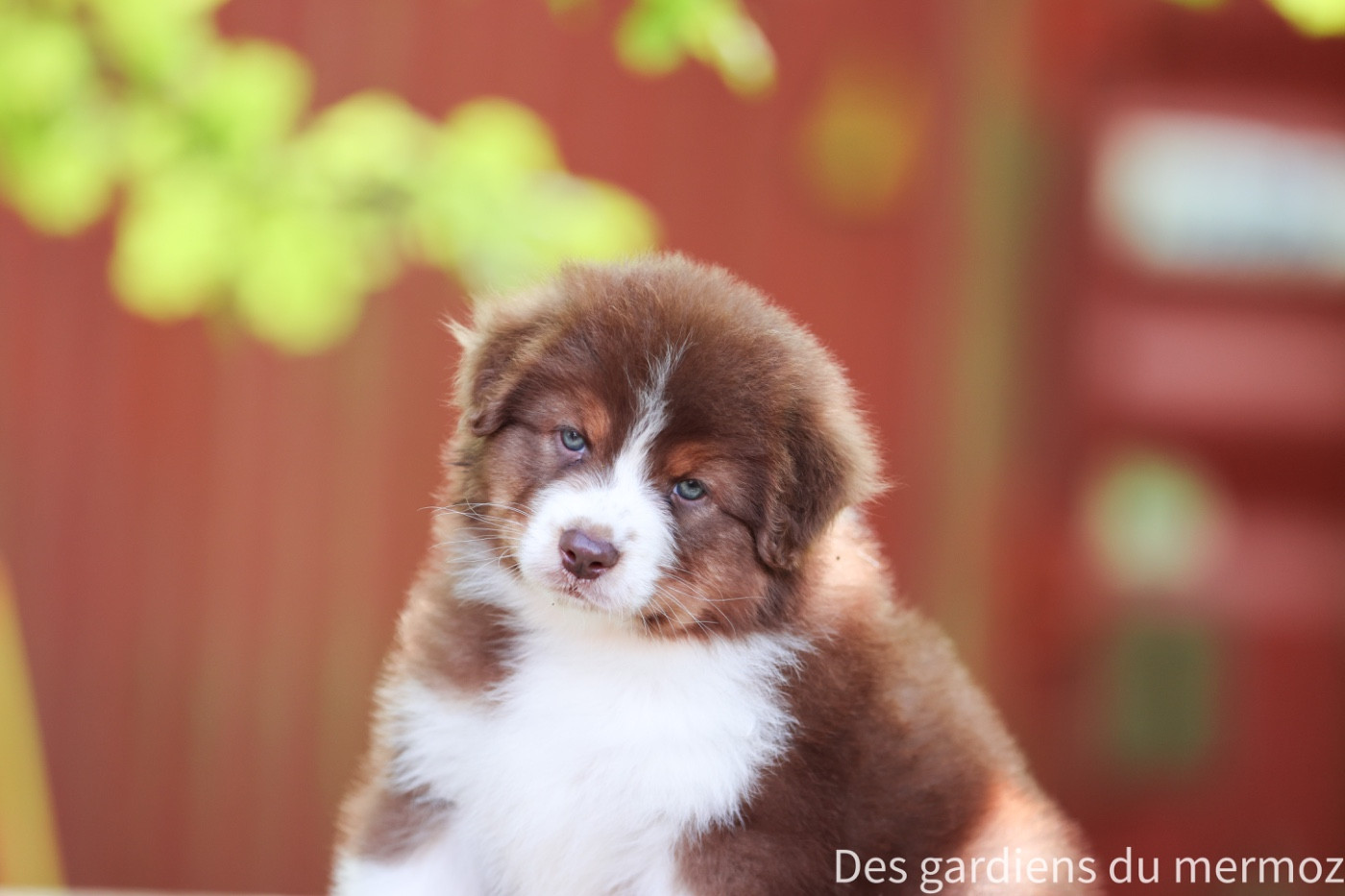 Des Gardiens Du Mermoz - Chiots disponibles - Berger Australien