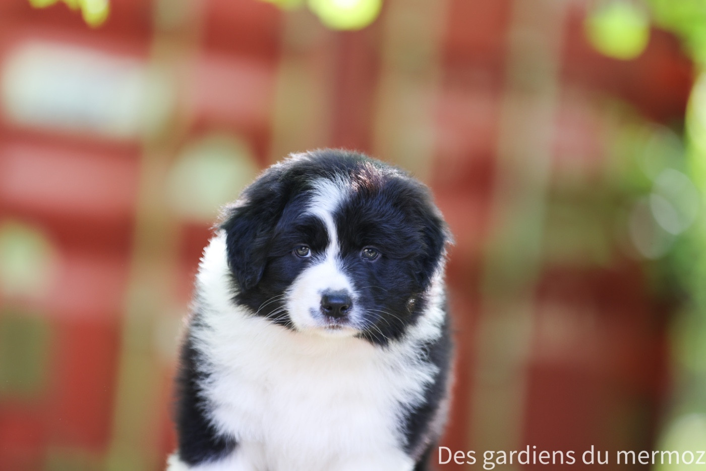 Des Gardiens Du Mermoz - Chiots disponibles - Berger Australien
