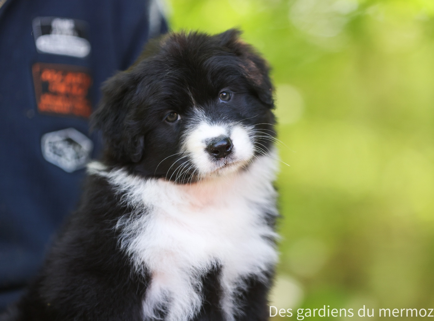 Des Gardiens Du Mermoz - Chiots disponibles - Berger Australien