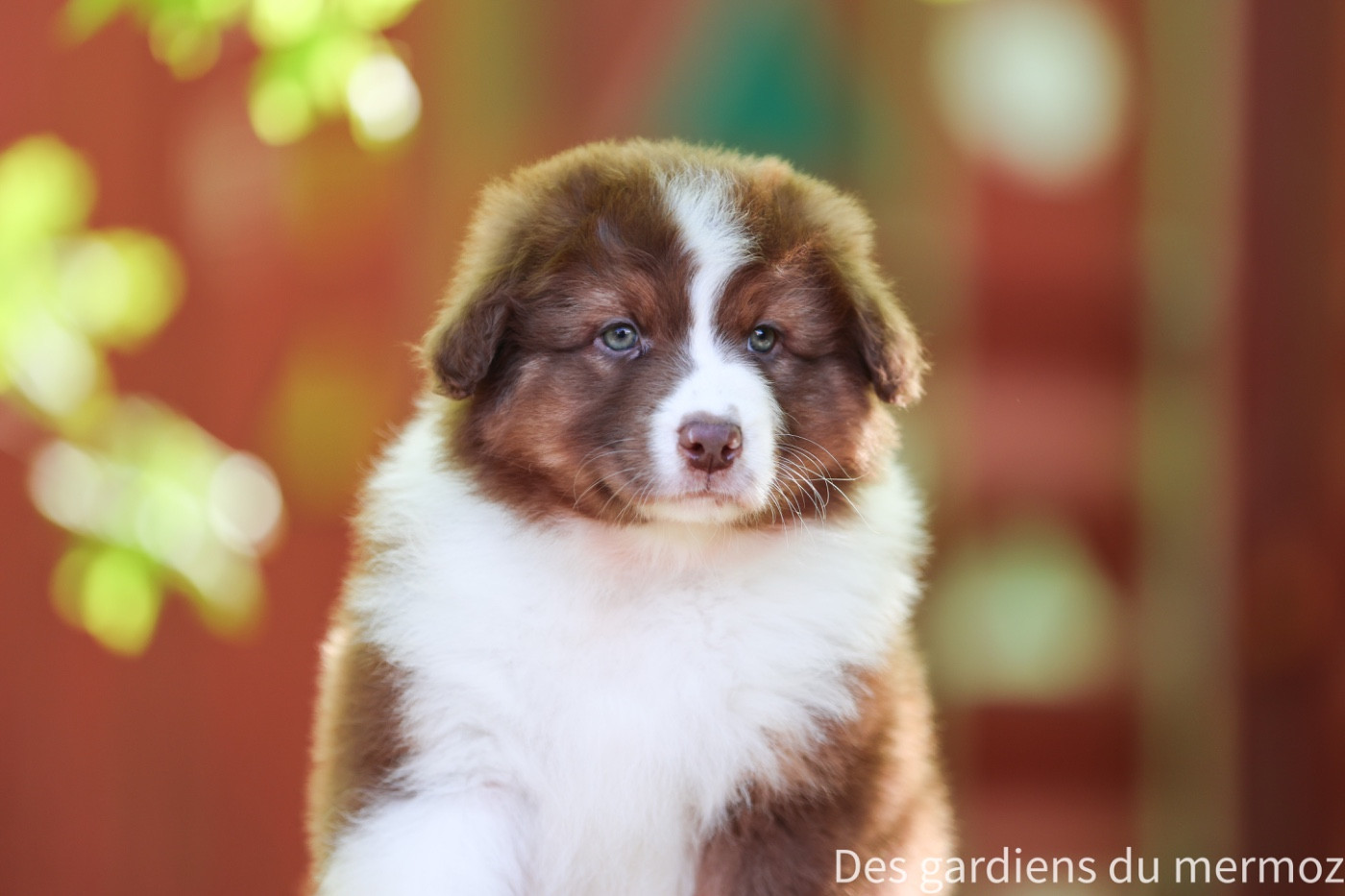 Des Gardiens Du Mermoz - Chiots disponibles - Berger Australien