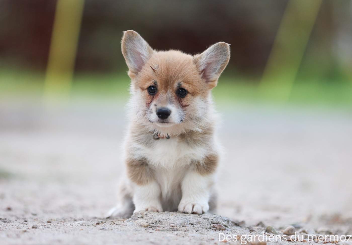 Des Gardiens Du Mermoz - Chiots disponibles - Welsh Corgi Pembroke