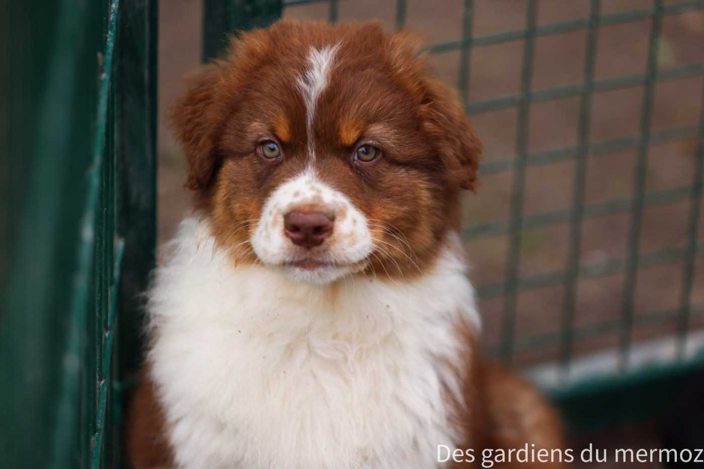 Des Gardiens Du Mermoz - Chiots disponibles - Berger Australien