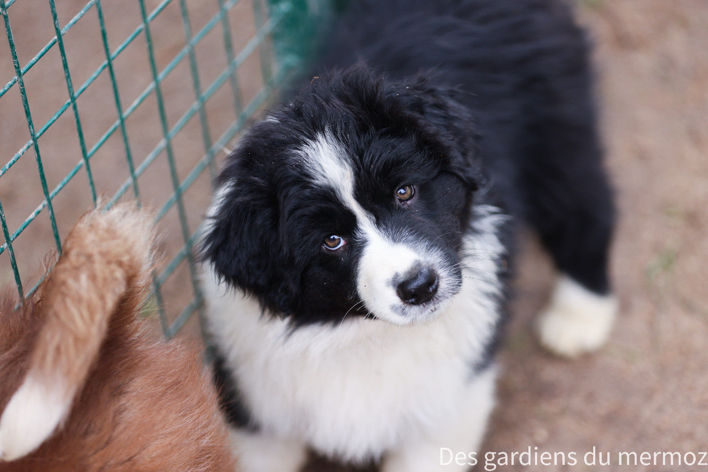 Des Gardiens Du Mermoz - Chiots disponibles - Berger Australien