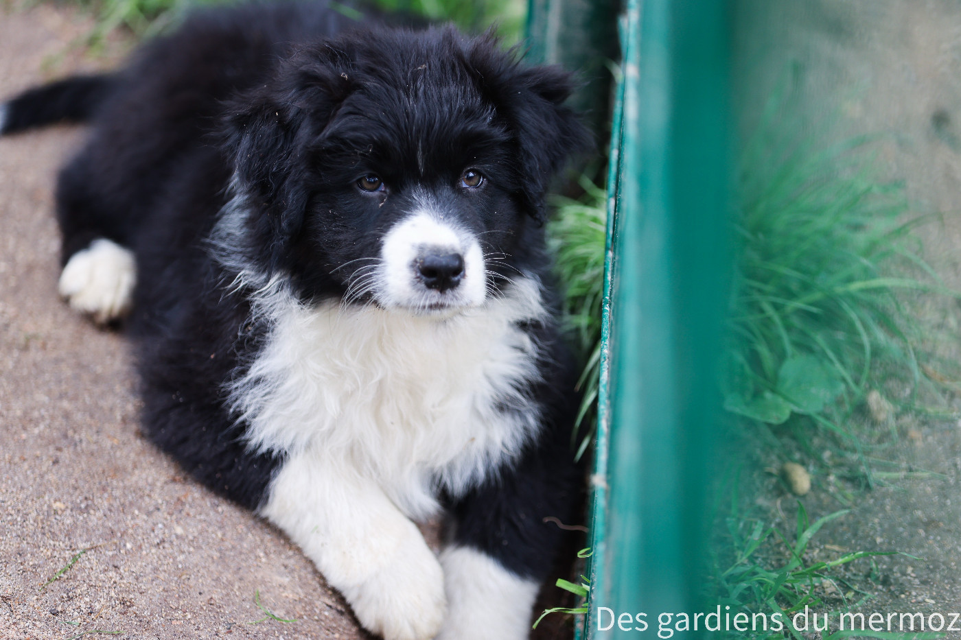 Des Gardiens Du Mermoz - Chiots disponibles - Berger Australien