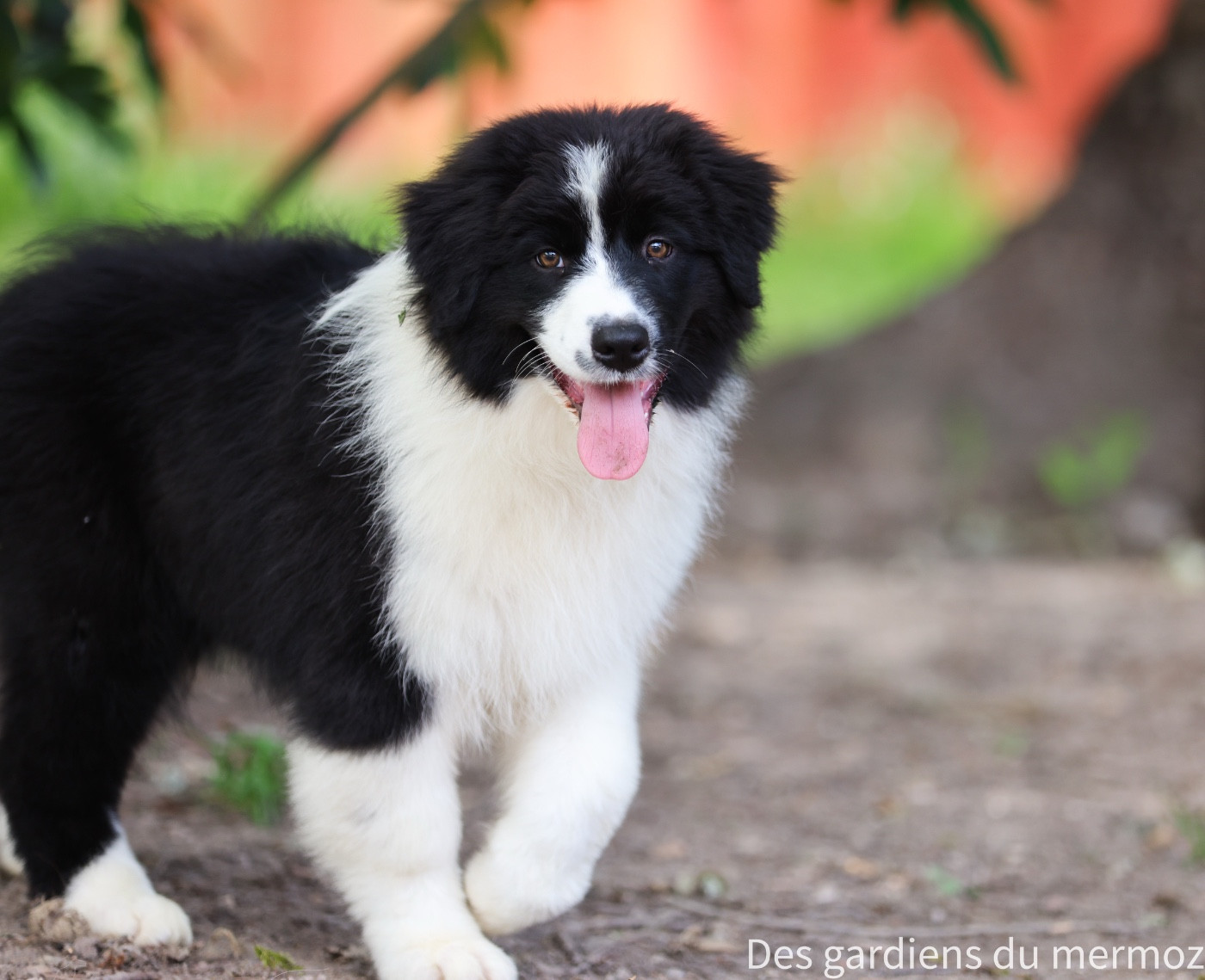 Des Gardiens Du Mermoz - Chiots disponibles - Berger Australien