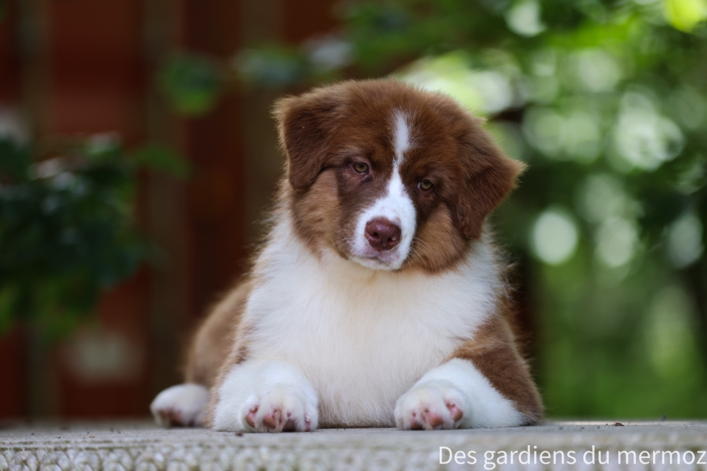 Des Gardiens Du Mermoz - Chiots disponibles - Berger Australien