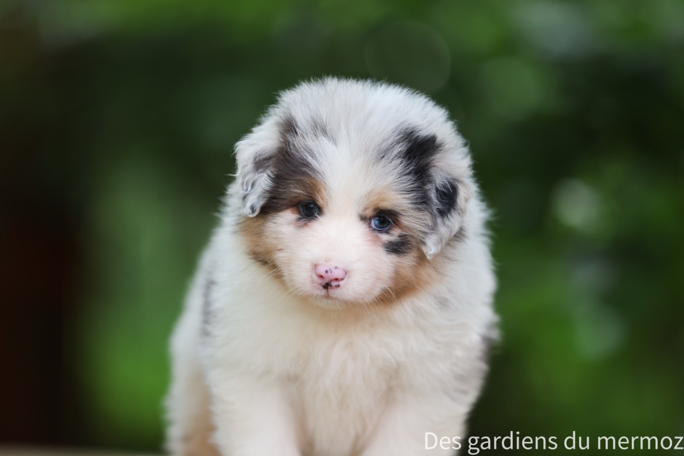 Des Gardiens Du Mermoz - Chiots disponibles - Berger Australien