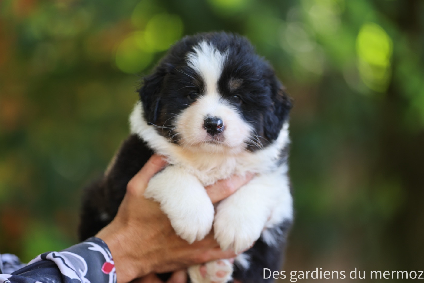 Des Gardiens Du Mermoz - Chiots disponibles - Berger Australien