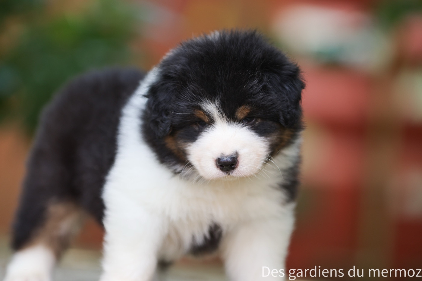 Des Gardiens Du Mermoz - Chiots disponibles - Berger Australien