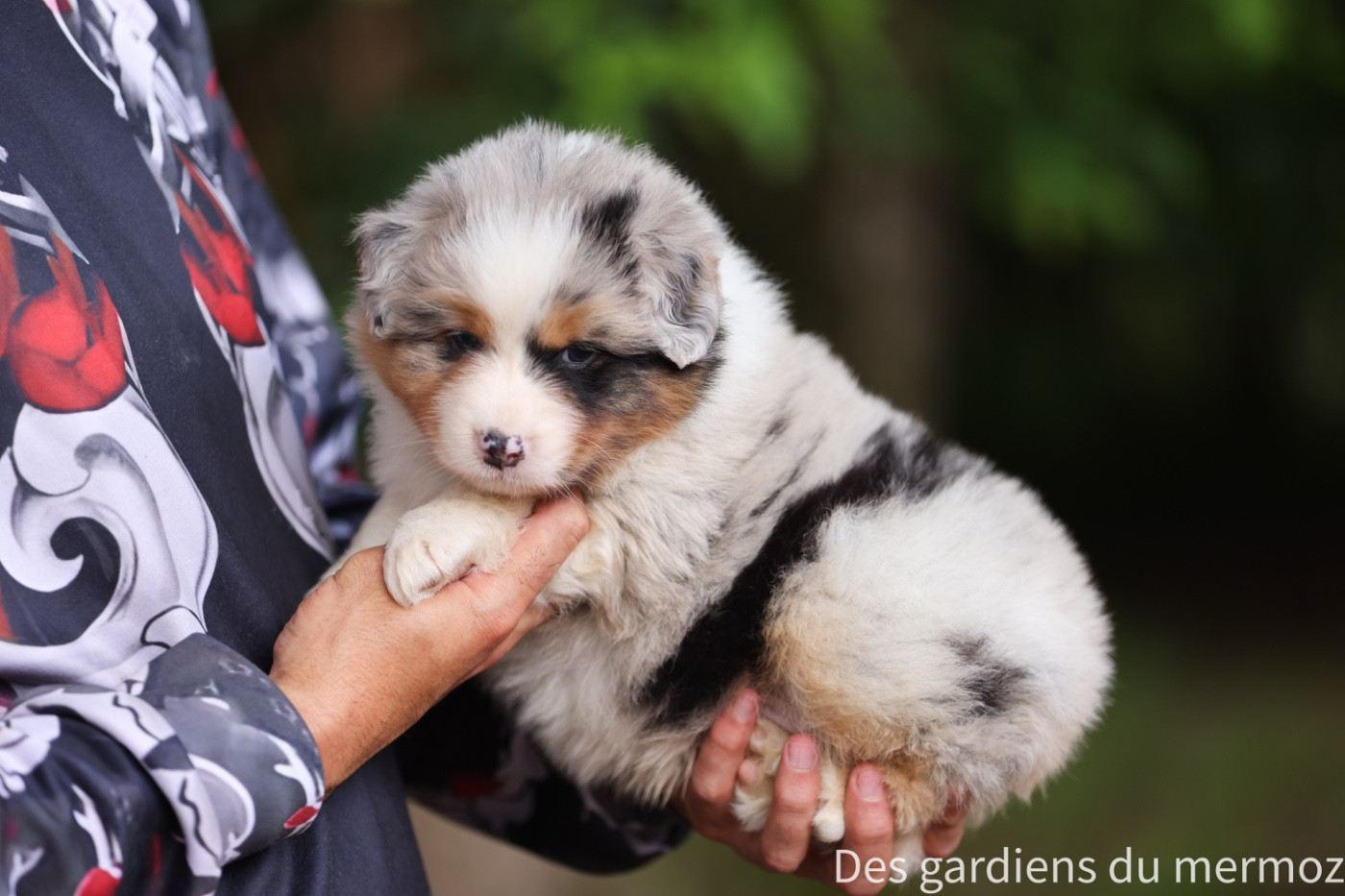Des Gardiens Du Mermoz - Chiots disponibles - Berger Australien