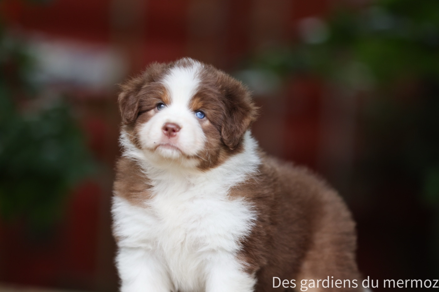 Des Gardiens Du Mermoz - Chiots disponibles - Berger Australien