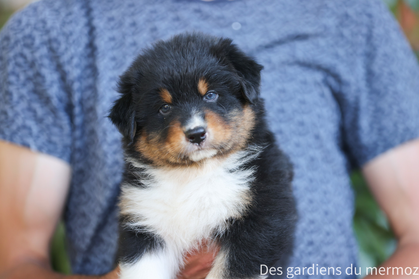 Des Gardiens Du Mermoz - Chiots disponibles - Berger Australien