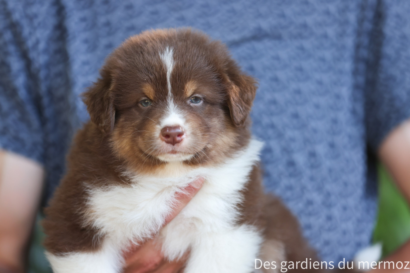 Des Gardiens Du Mermoz - Chiots disponibles - Berger Australien