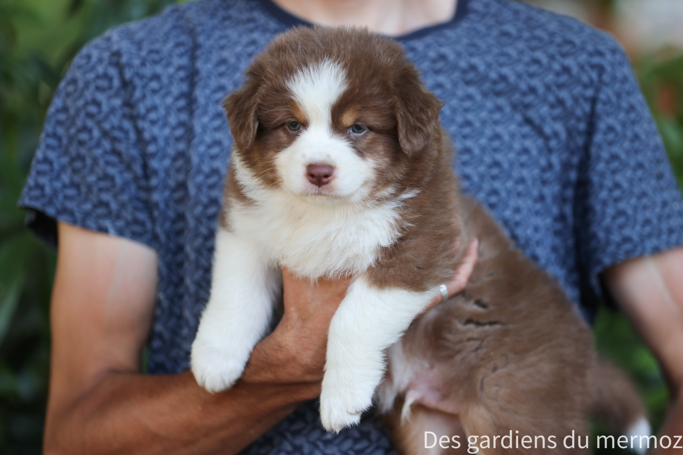 Des Gardiens Du Mermoz - Chiots disponibles - Berger Australien