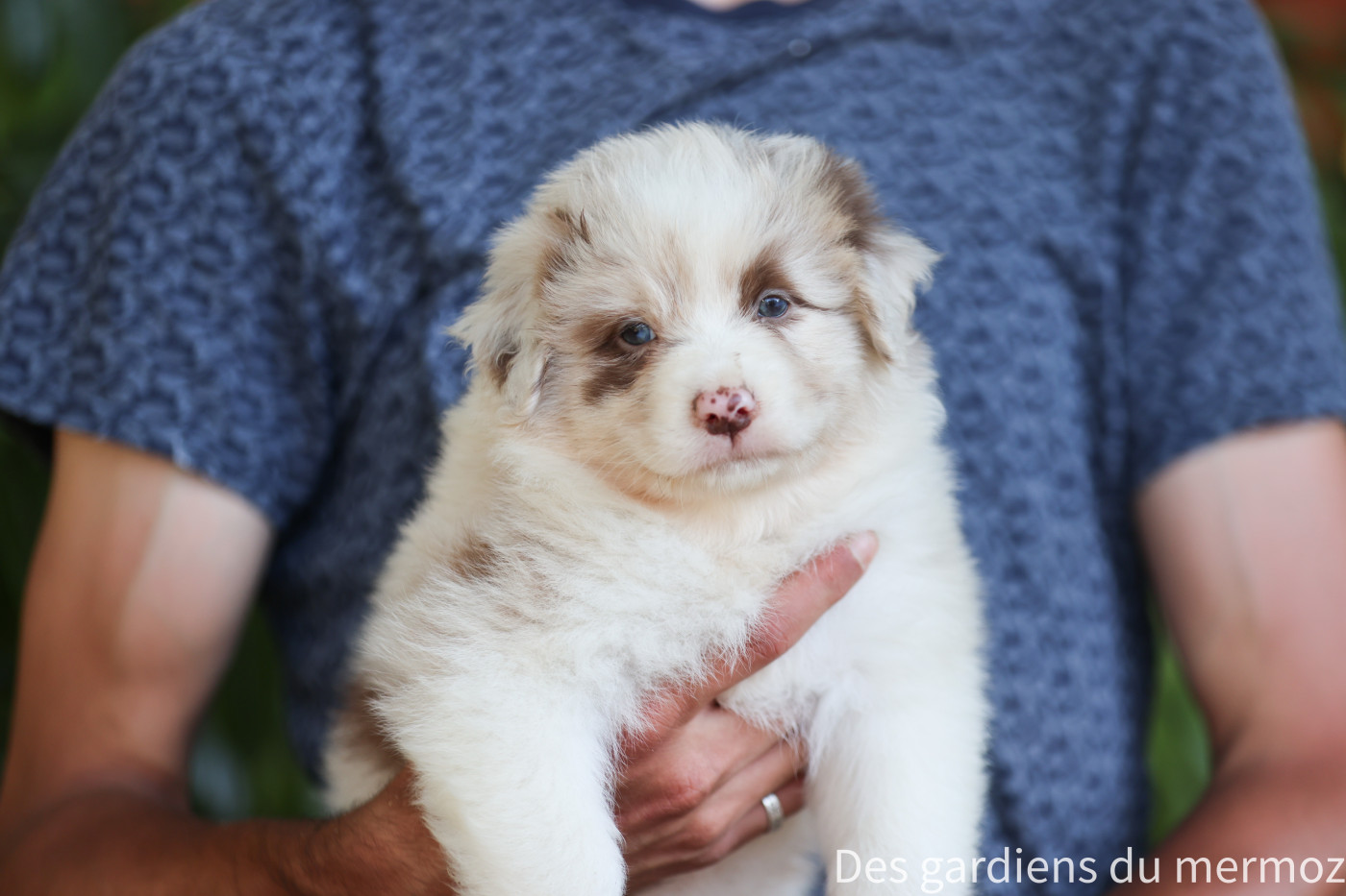 Des Gardiens Du Mermoz - Chiots disponibles - Berger Australien