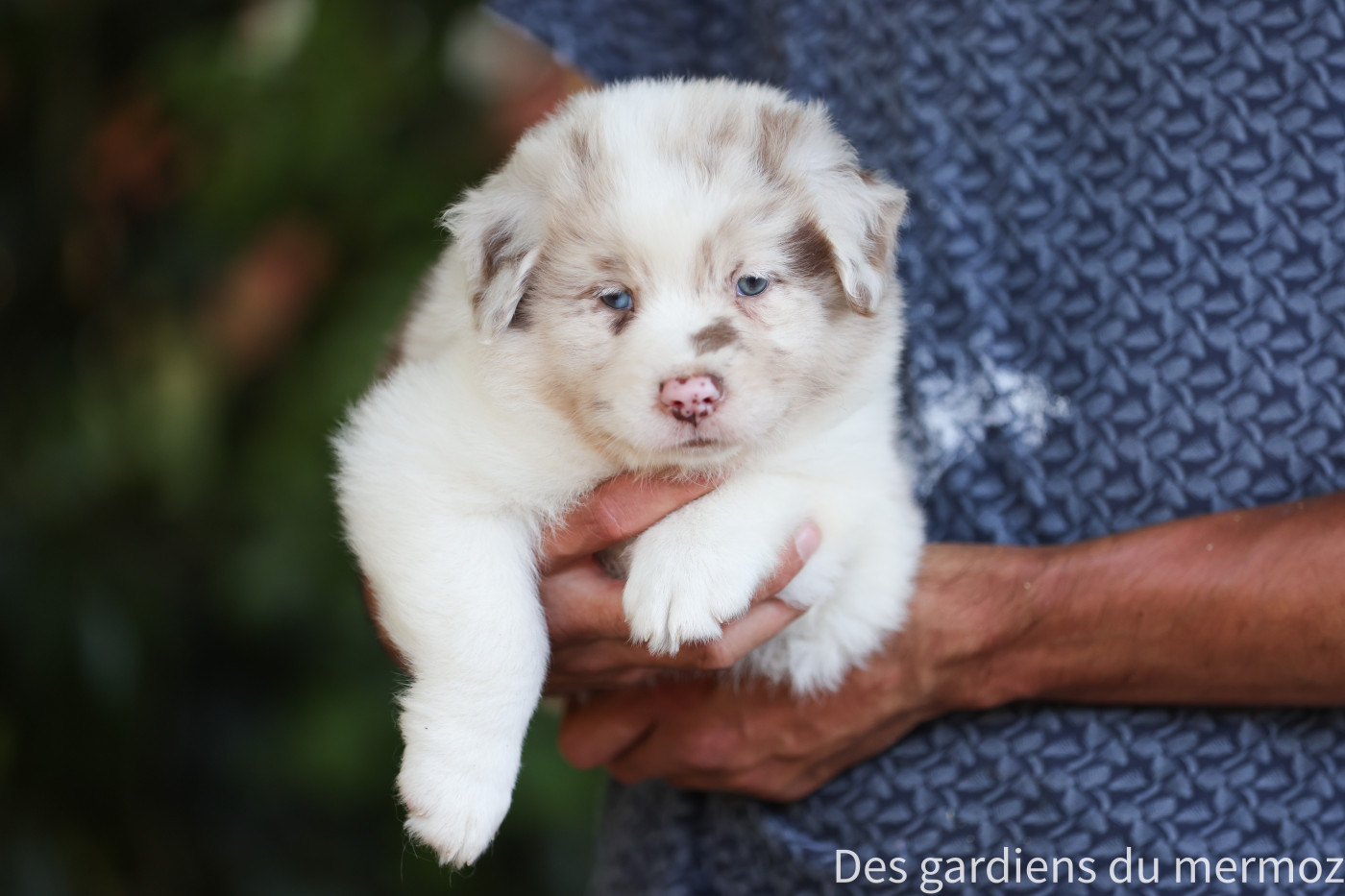 Des Gardiens Du Mermoz - Chiots disponibles - Berger Australien