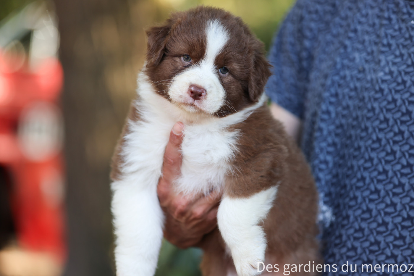 Des Gardiens Du Mermoz - Chiots disponibles - Berger Australien